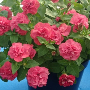 Sugar bonbon5_300x3009